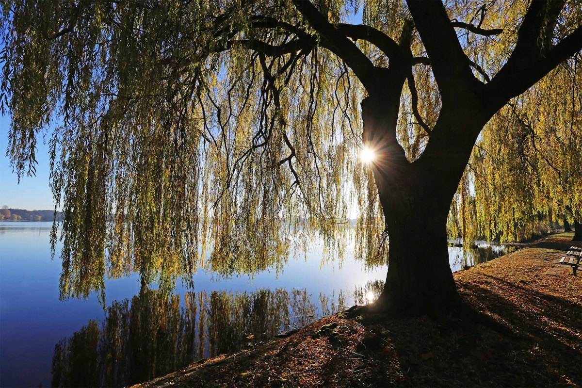 Großer Baum am See
